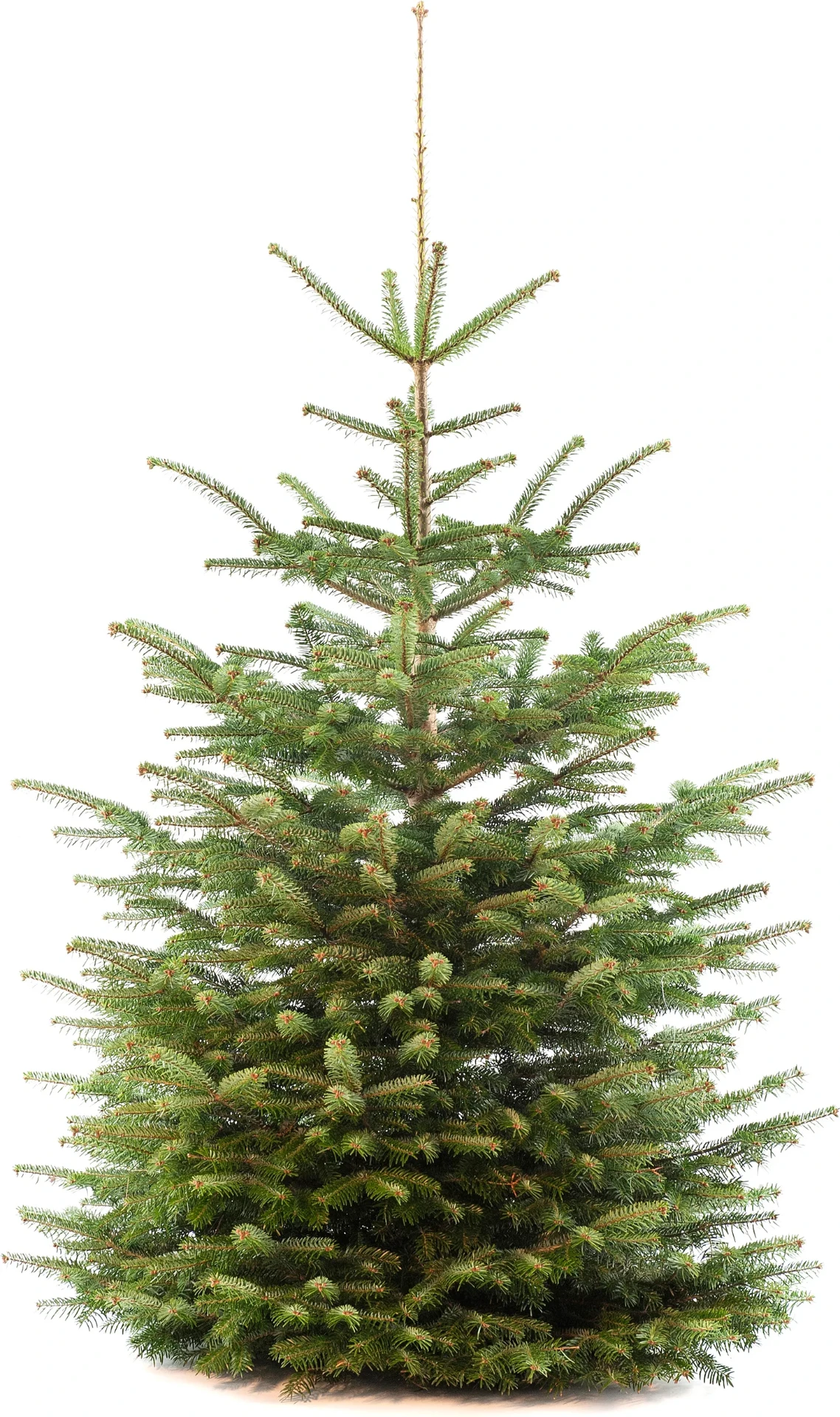 Nordmann kerstboom 120-165 cm — 120-165 cm