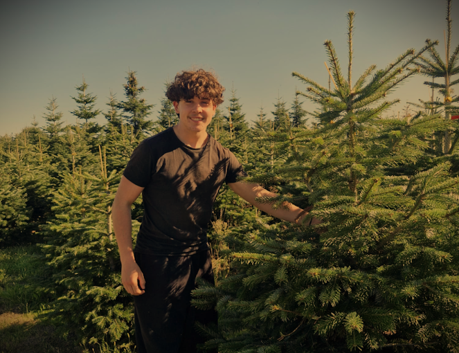 Verse Nordmann kerstbomen klaar voor verkoop in Rotterdam