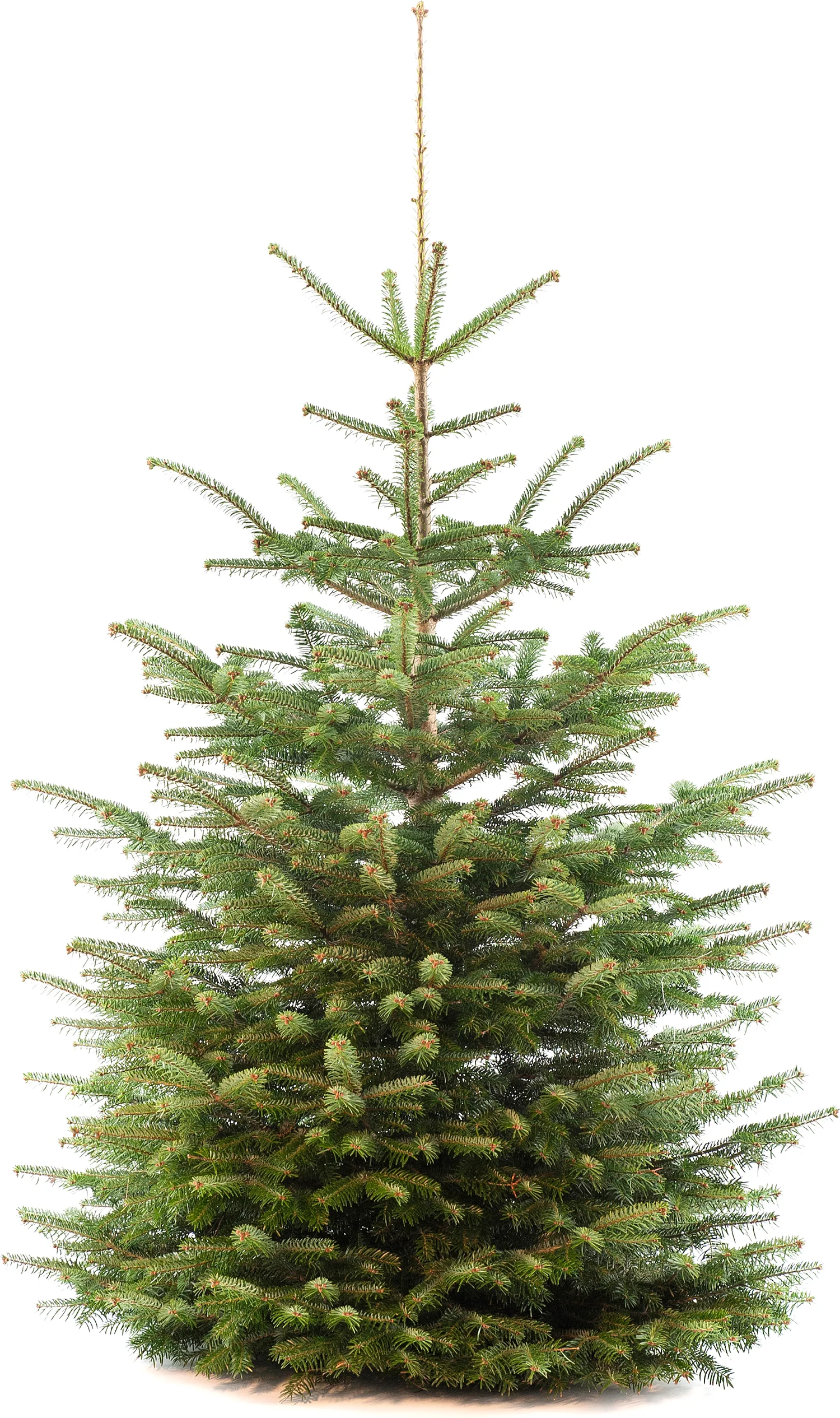 Premium Nordmann 150-175 cm — 150-175 cm