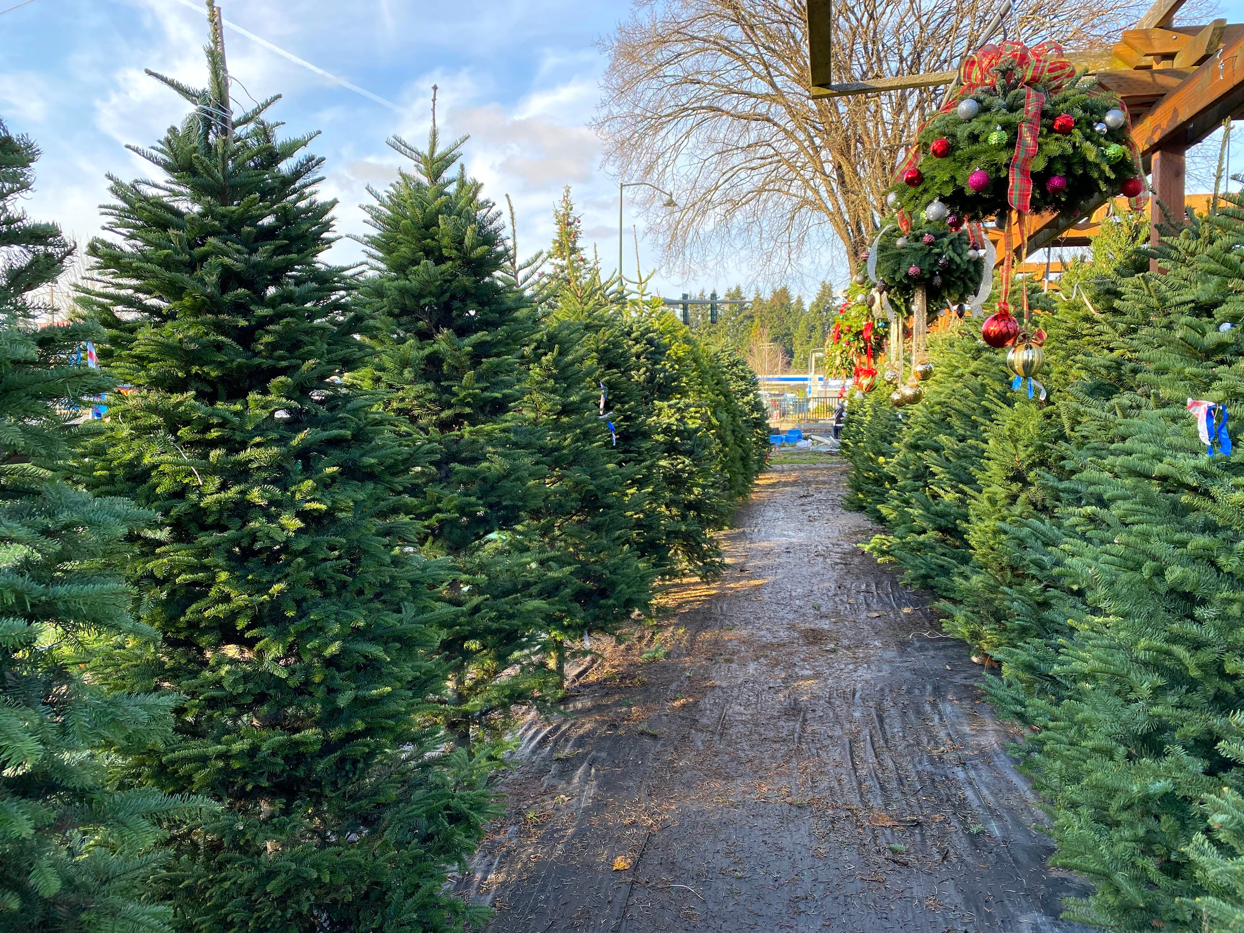 Verse Nordmann kerstbomen klaar voor verkoop in Rotterdam